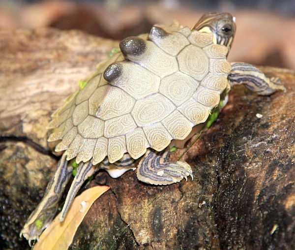 Schwarzknopf-Höckerschildkröte - Graptemys nigrinoda nigrinoda